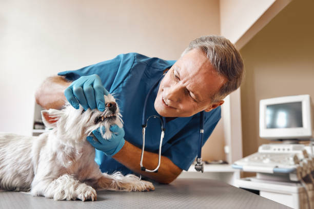Best Same-Day Emergency Dental Services in Land O Lakes, FL